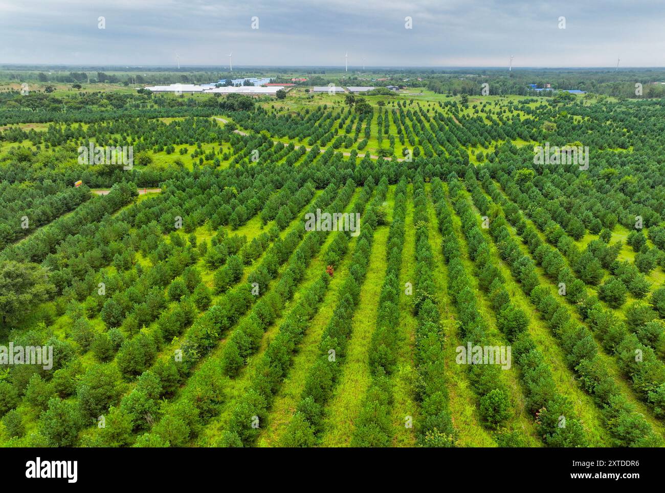 (240814) -- PECHINO, 14 agosto 2024 (Xinhua) -- una foto aerea del drone scattata il 3 agosto 2024 mostra il verde nella bandiera posteriore dell'ala sinistra di Horqin della città di Tongliao, nella regione autonoma della Mongolia interna della Cina settentrionale. Essendo la parte orientale del Three-North Shelterbelt Forest Program (TSFP), un progetto di imboschimento su larga scala, la Cina nordorientale ha visto un continuo miglioramento dell'ambiente ecologico. La Cina ha proposto nel giugno 2023 di trasformare il TSFP in una "grande Muraglia verde" pienamente funzionale e indistruttibile e barriera di sicurezza ecologica nella Cina settentrionale. Lanciato nel 1978, il TSFP mira a riabilitare e gre Foto Stock