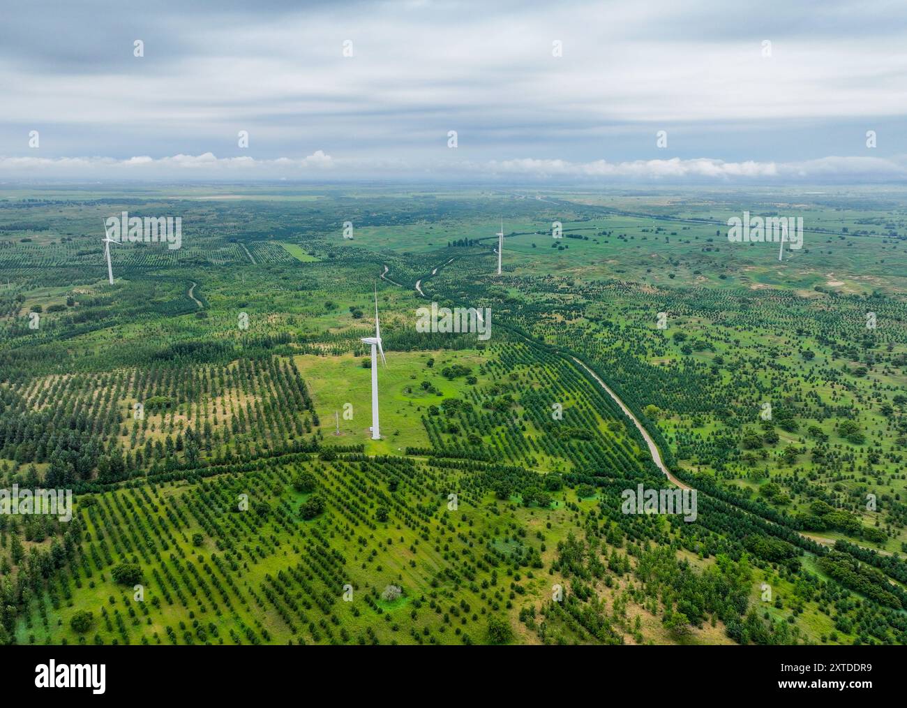 (240814) -- PECHINO, 14 agosto 2024 (Xinhua) -- una foto aerea del drone scattata il 3 agosto 2024 mostra il verde nella bandiera posteriore dell'ala sinistra di Horqin della città di Tongliao, nella regione autonoma della Mongolia interna della Cina settentrionale. Essendo la parte orientale del Three-North Shelterbelt Forest Program (TSFP), un progetto di imboschimento su larga scala, la Cina nordorientale ha visto un continuo miglioramento dell'ambiente ecologico. La Cina ha proposto nel giugno 2023 di trasformare il TSFP in una "grande Muraglia verde" pienamente funzionale e indistruttibile e barriera di sicurezza ecologica nella Cina settentrionale. Lanciato nel 1978, il TSFP mira a riabilitare e gre Foto Stock