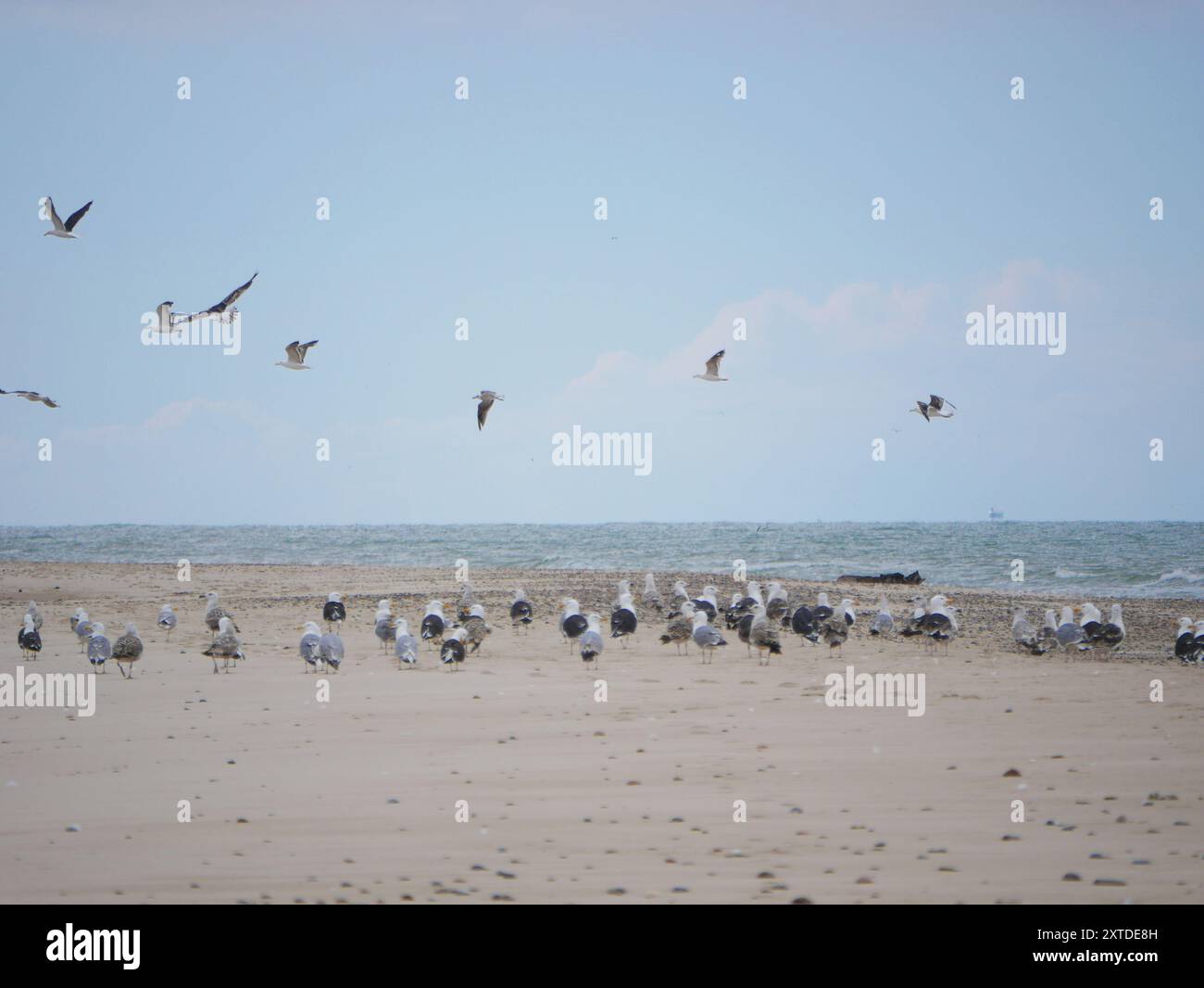 Gabbiani che volano sulla spiaggia di Kattegat a Skagen, Grenen cape. Foto Stock