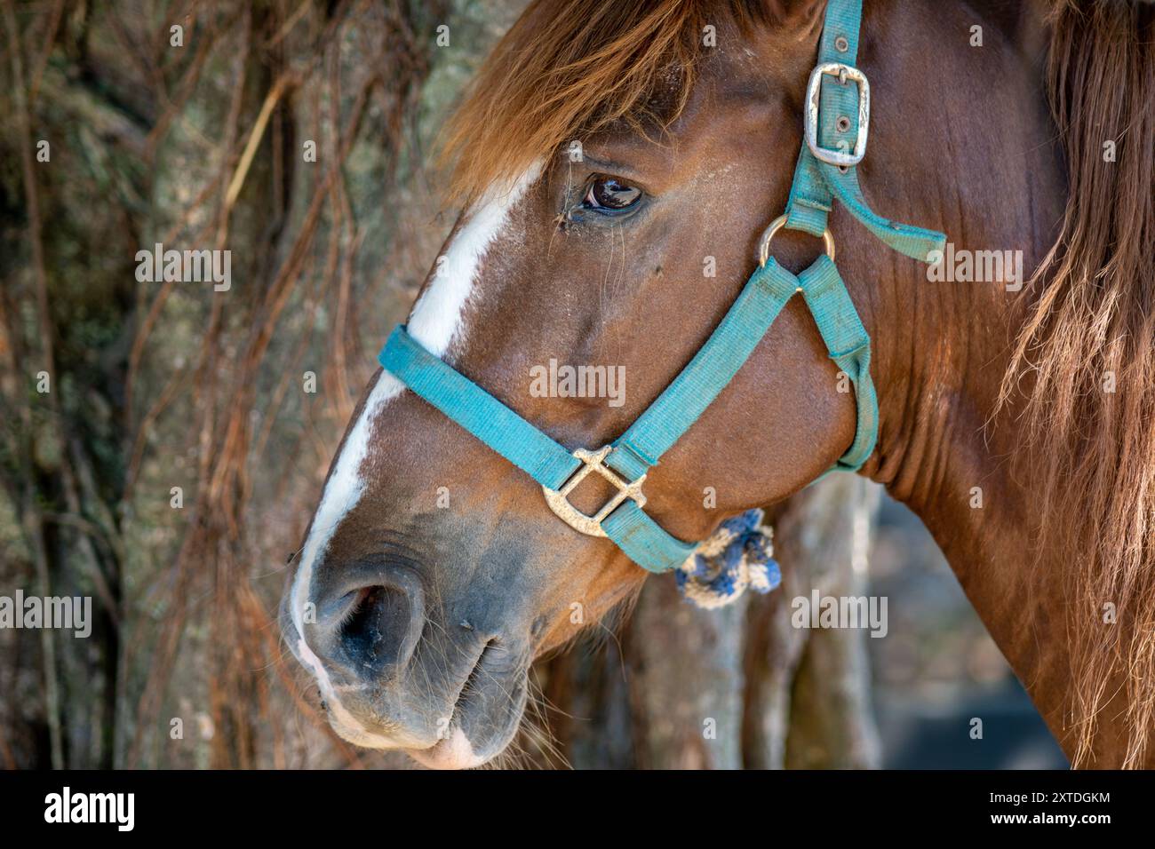 Fattoria Hermanos Motta PZA. Mostra cavallo Foto Stock