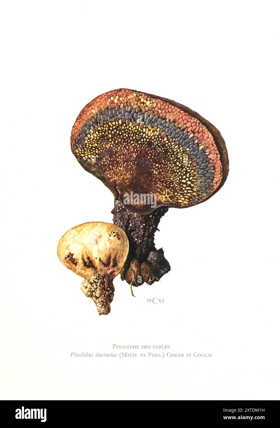 Illustrazione di Claus Caspari dalla "Collection de Documents d'Histoire Naturelle" del fungo Pisolithus tinctorius. Foto Stock