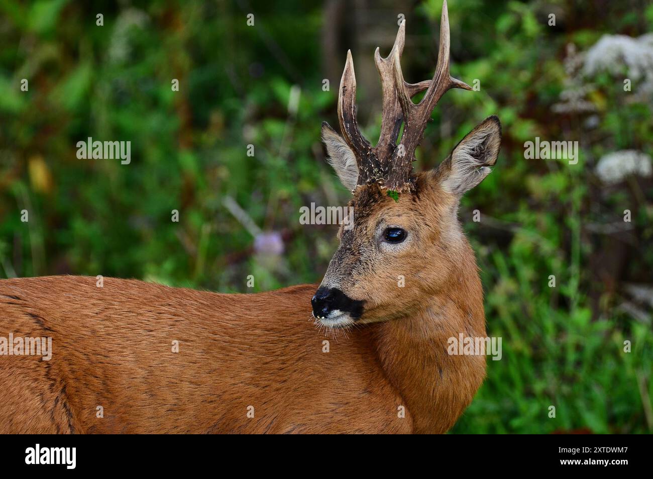 capriolo Foto Stock