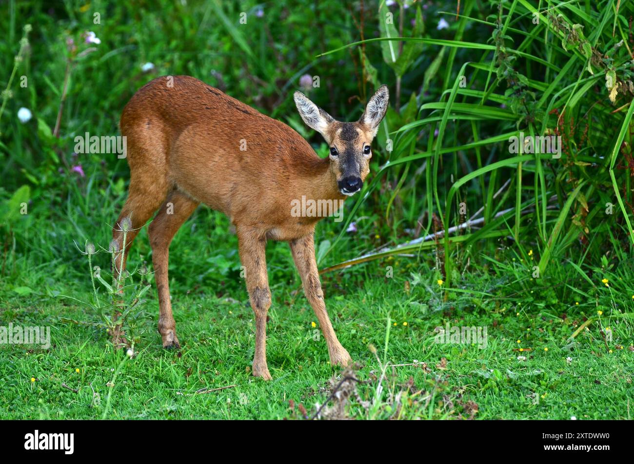 capriolo Foto Stock