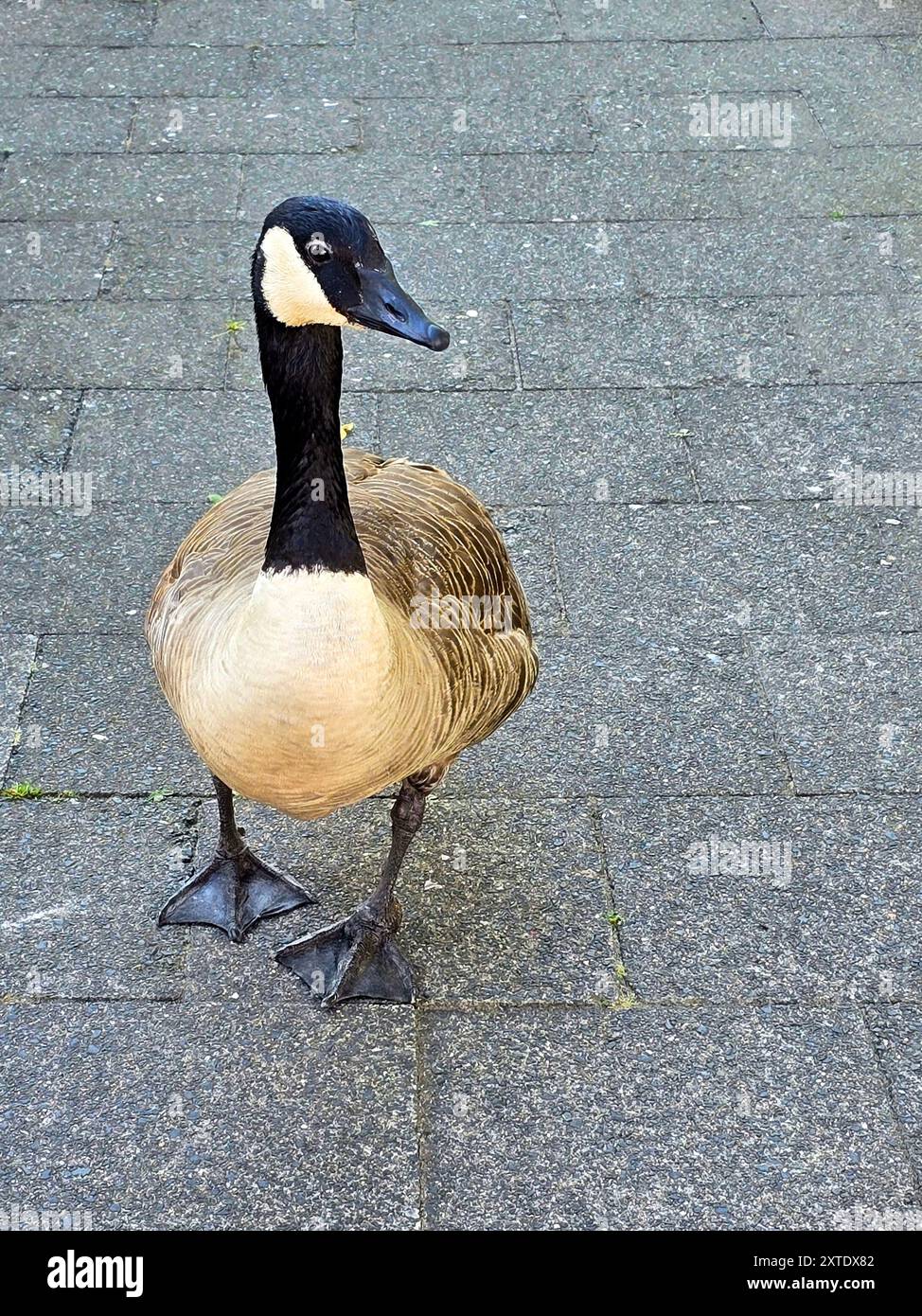Un'oca canadese si aggira senza paura per la città, fermandosi spesso a pascolare o muta. Un affascinante scorcio di natura urbana. Foto Stock