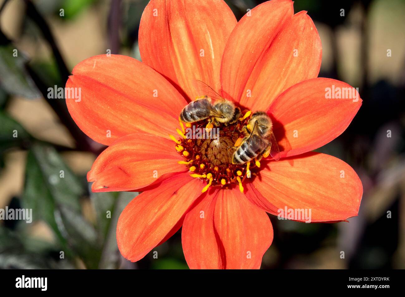 Dahlia "Bishop of Oxford" Honey Bees in fiore Foto Stock