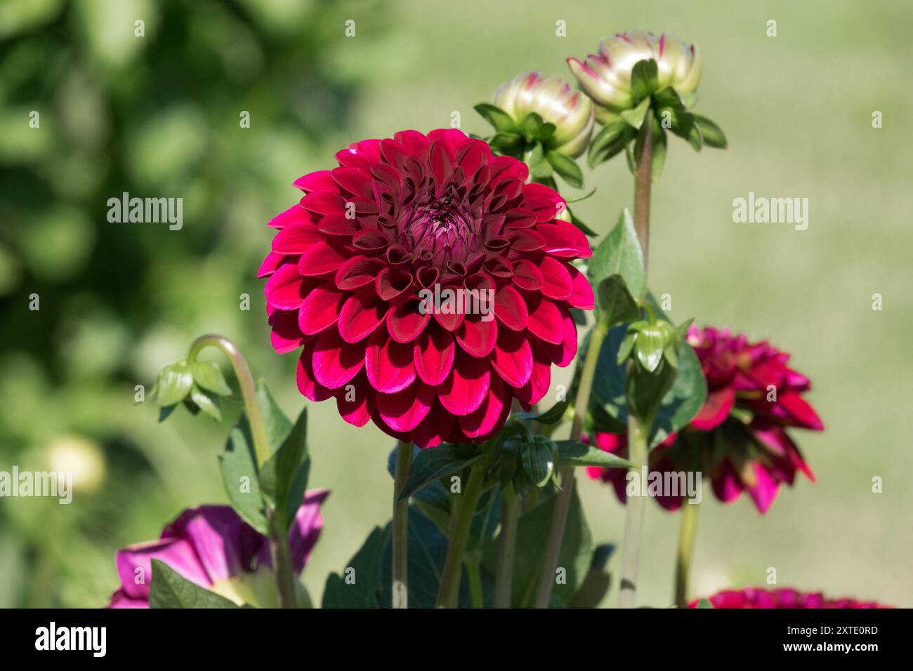 Dahlia 'Maroon Fox', fiore di pompone rosso scuro Dahlia Foto Stock