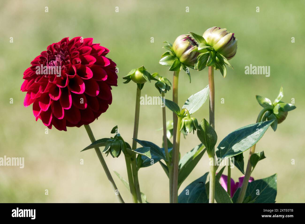 Dahlia 'Maroon Fox' pompon Dahlia fiore Bud Foto Stock