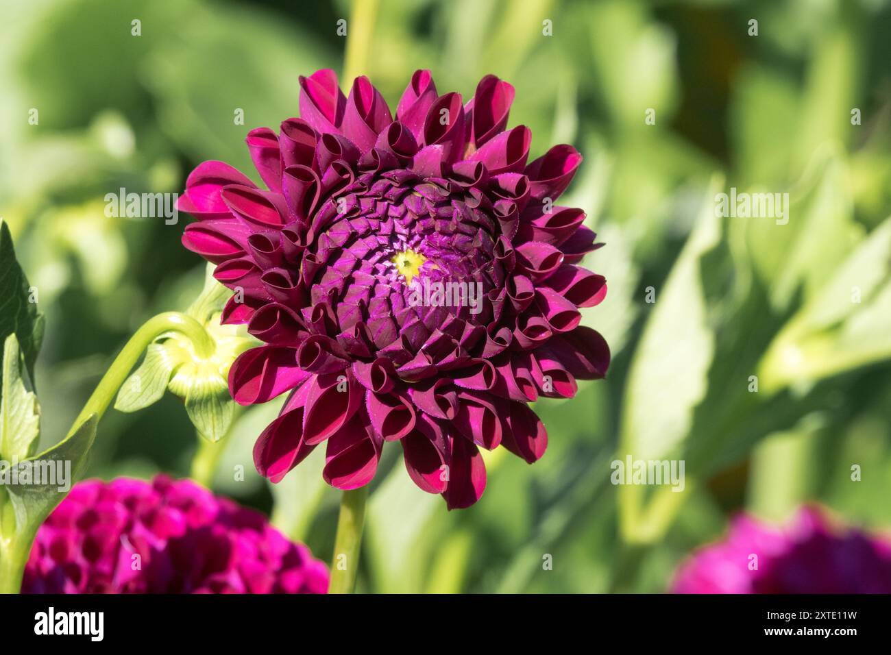 Palla decorativa Dahlia "palla di marmo" apertura del fiore di pompon Foto Stock