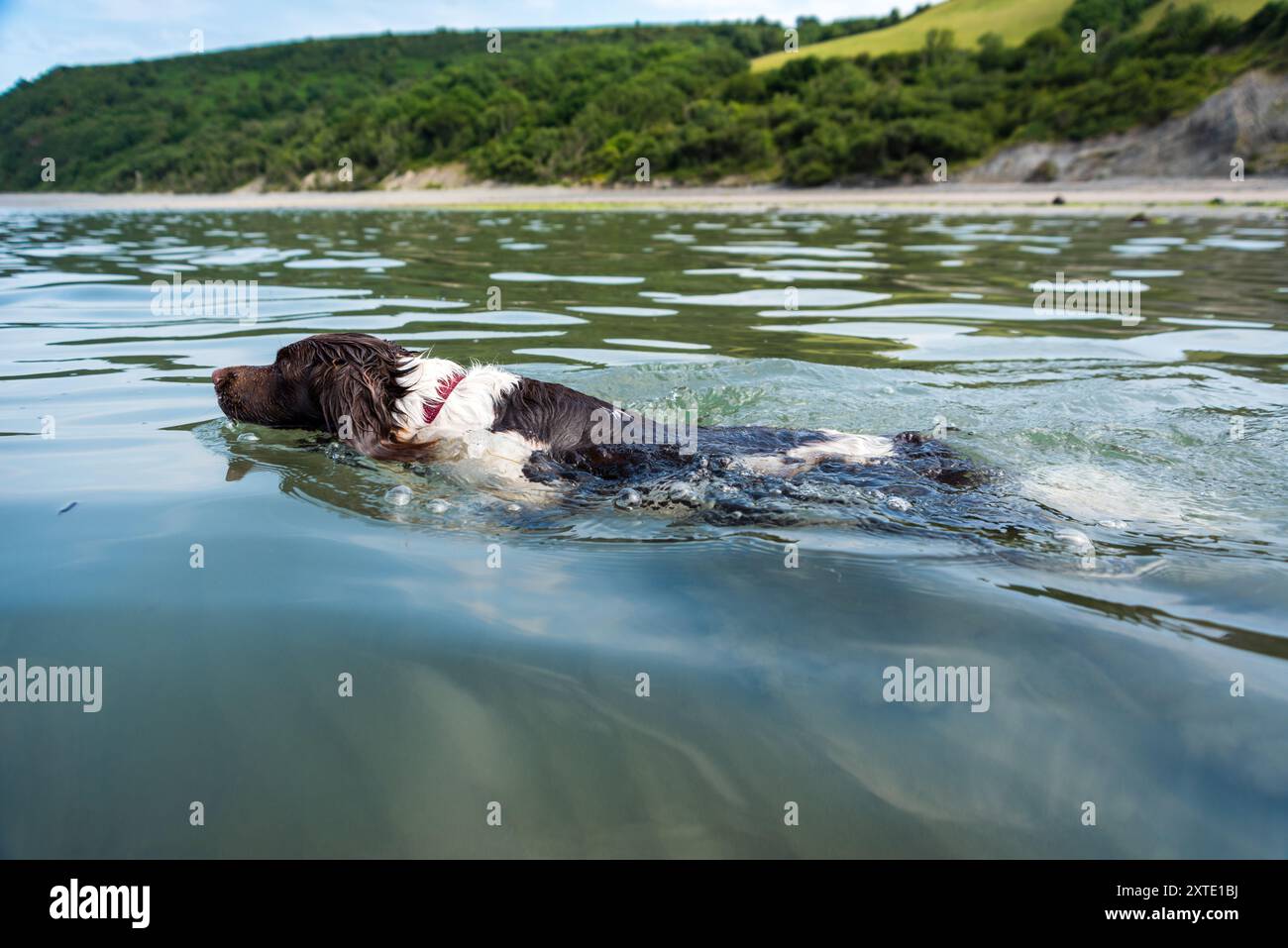 Un allegro Springer Spaniel inglese nuota gioiosamente nelle acque cristalline della spiaggia CEI Bach, godendosi una calda giornata estiva in riva al mare. Foto Stock