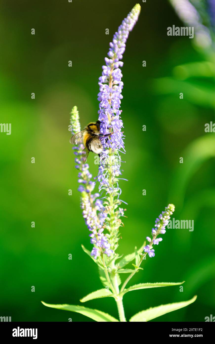 Un bumblebee e' occupato ad impollinare vibranti fiori viola in un lussureggiante giardino durante i caldi giorni d'estate. Foto Stock