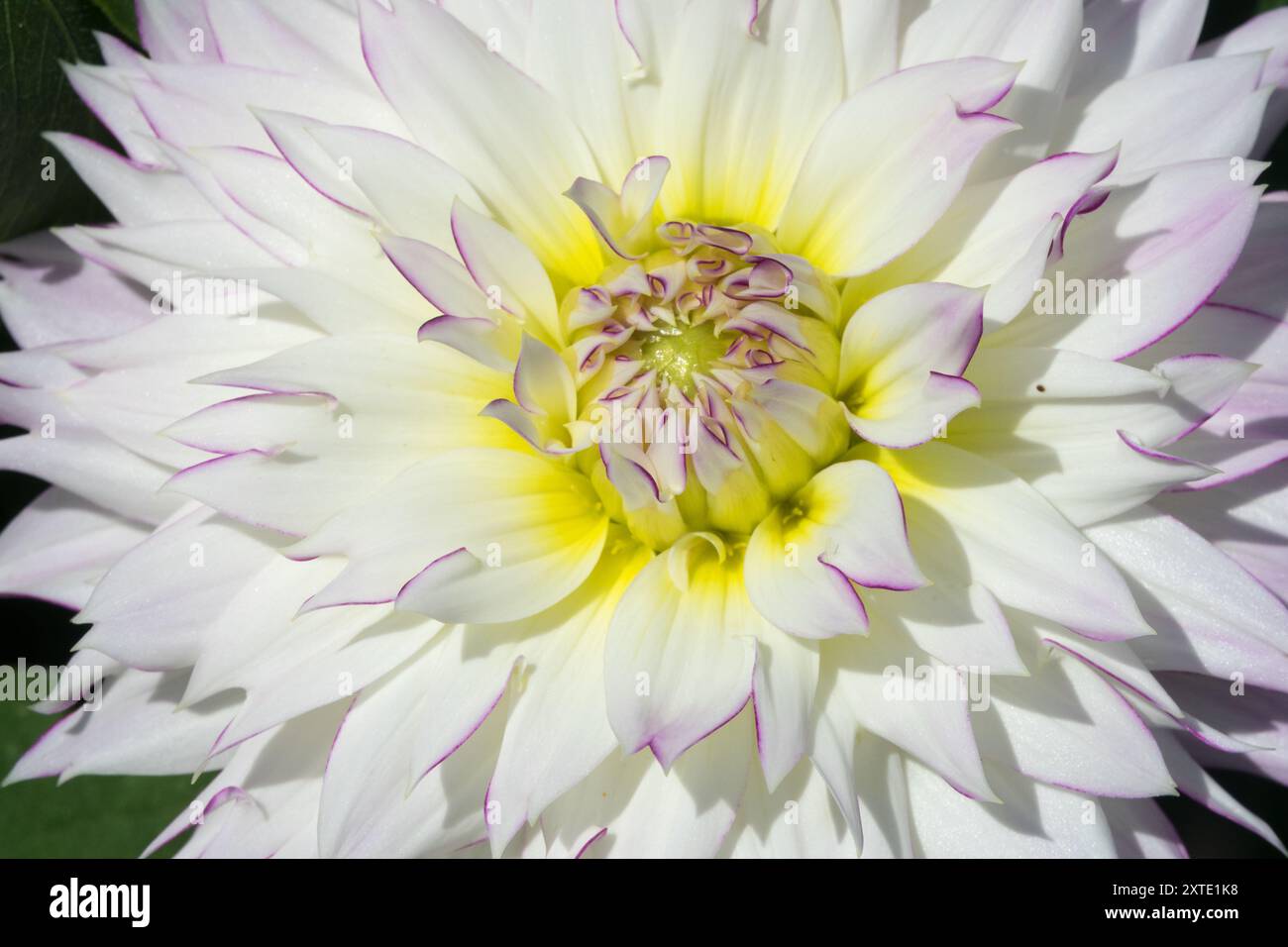 Splendida miscela luminosa informale e decorativa White Dahlia "Crazy Love" Foto Stock