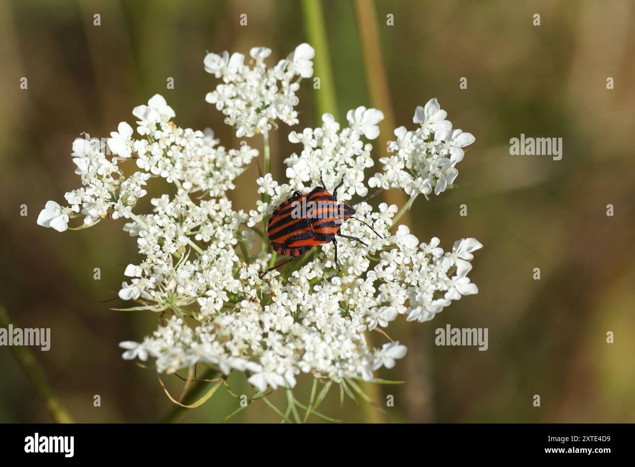 Insetto a strisce ravvicinate, Graphosoma italicum su fiori bianchi di una carota selvatica, Daucus carota. Paesi Bassi, estate, agosto Foto Stock