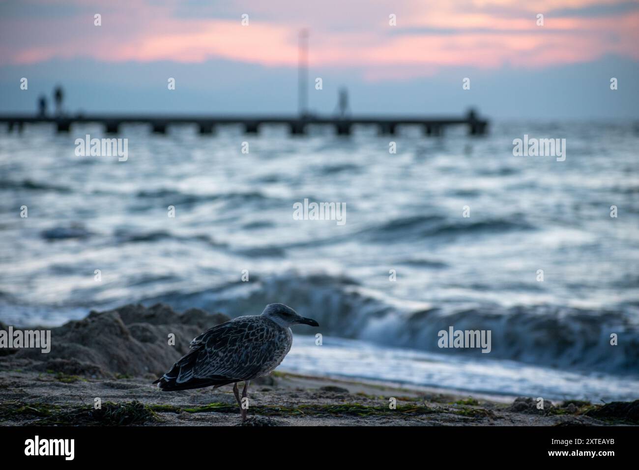 il gabbiano e le onde dell'oceano Foto Stock
