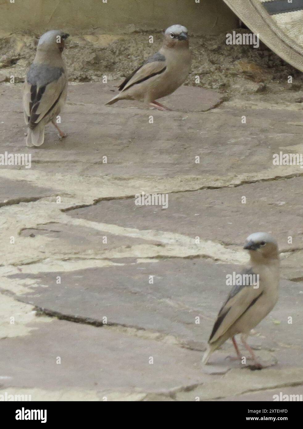 Aves (Pseudonigrita arnaudi), tessitore sociale con tappo grigio Foto Stock