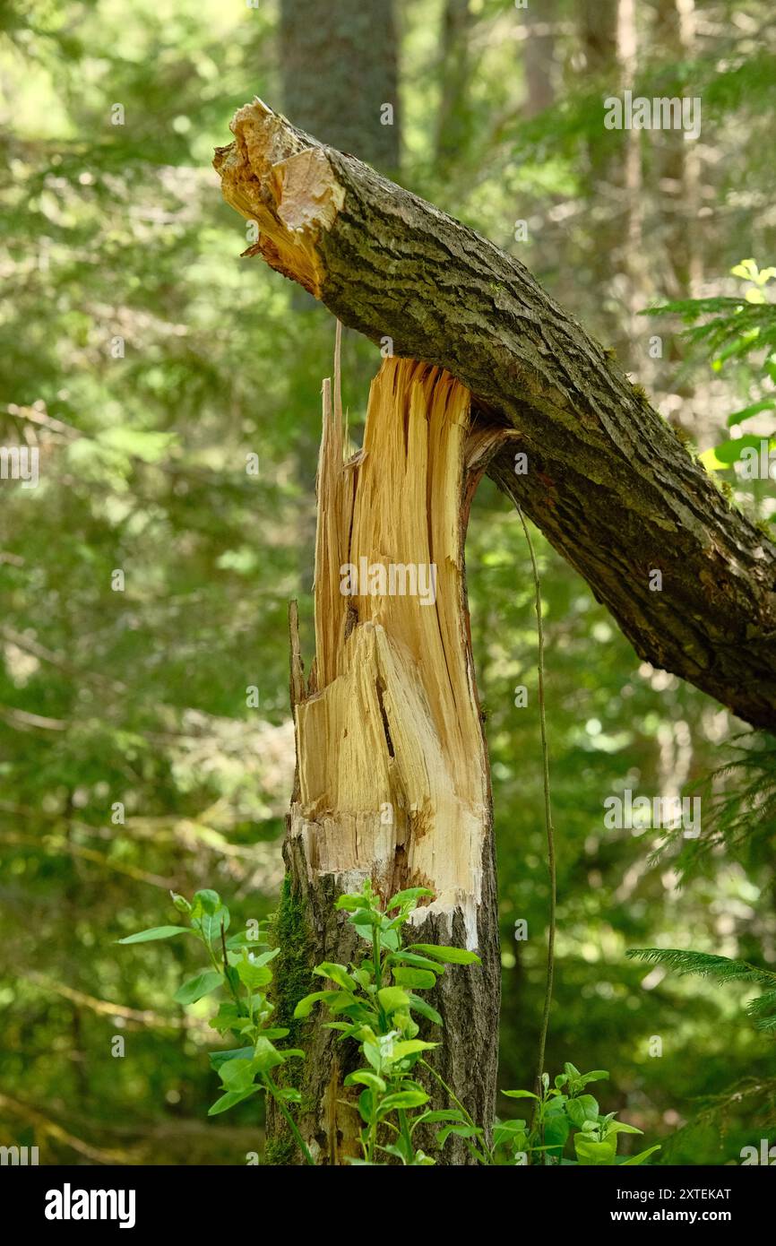 Tronco di albero rotto nella foresta. Pino caduto. Danni all'albero. Foto Stock