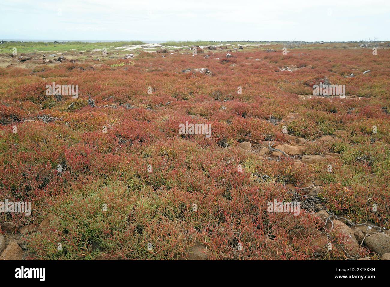 Paesaggio, Isola Seymour settentrionale, Isole Galápagos, Ecuador, Sud America Foto Stock