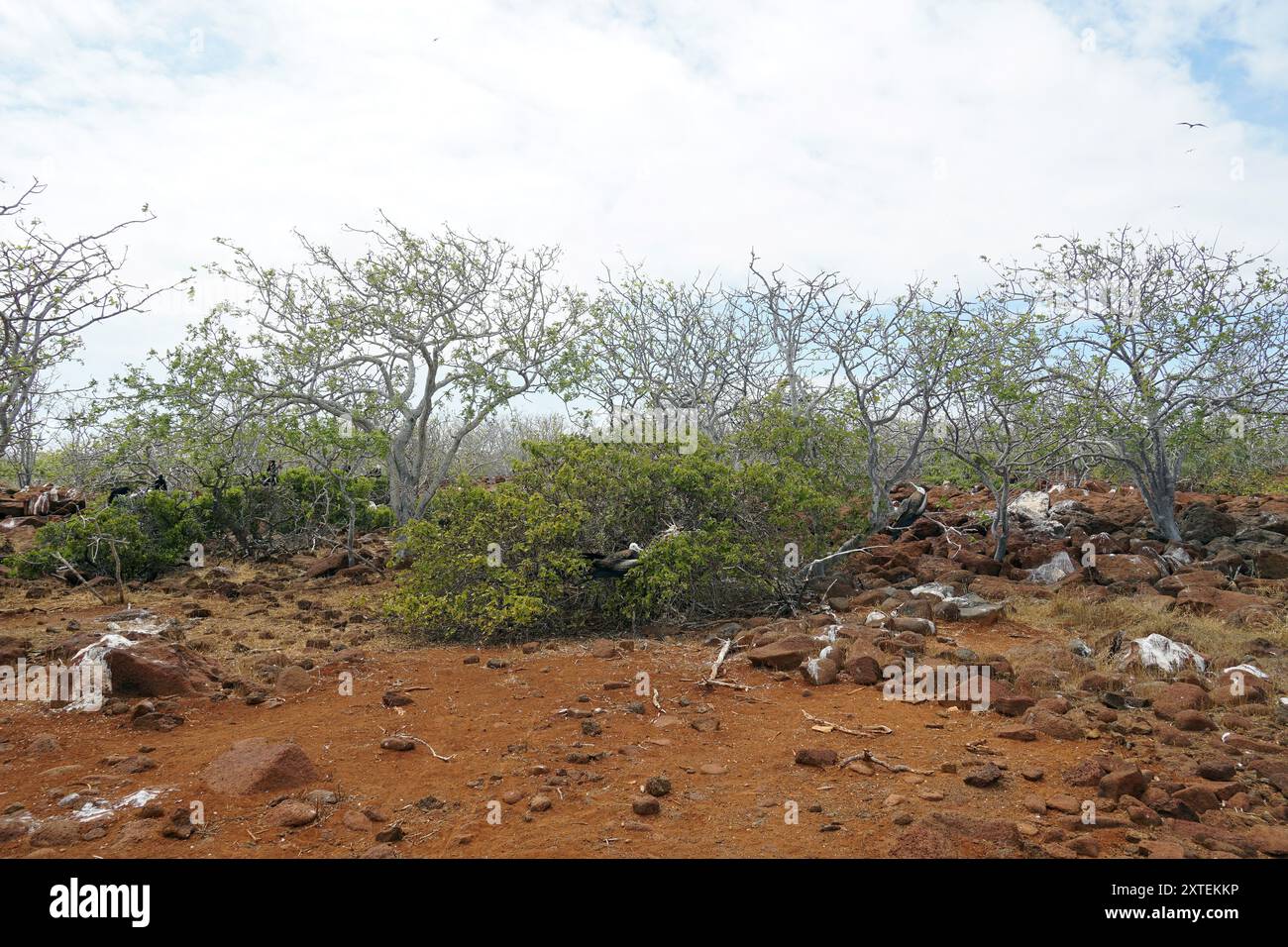 Paesaggio, Isola Seymour settentrionale, Isole Galápagos, Ecuador, Sud America Foto Stock