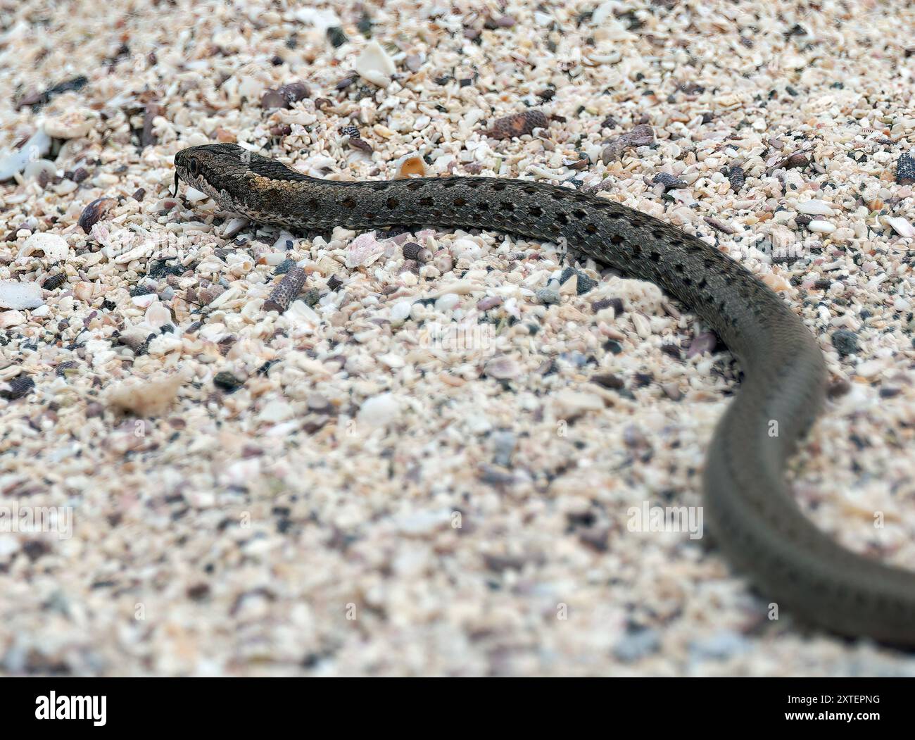 Snake, Pseudalsophis sp., Isola Seymour settentrionale, Isole Galápagos, Ecuador, sud America Foto Stock