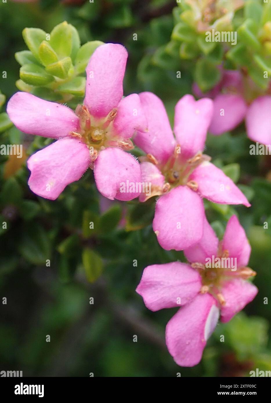 Porcelainflower (Acmadenia heterophylla) Plantae Foto Stock