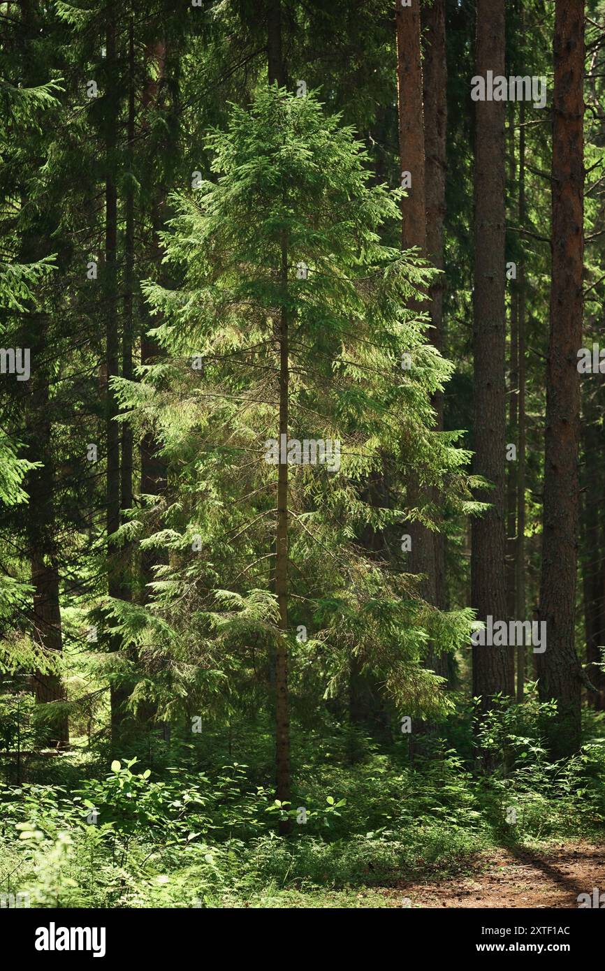 Giovane pino alla luce del sole mattutino tra gli alti alberi della foresta. I raggi del sole evidenziano un albero giovane. Foto Stock