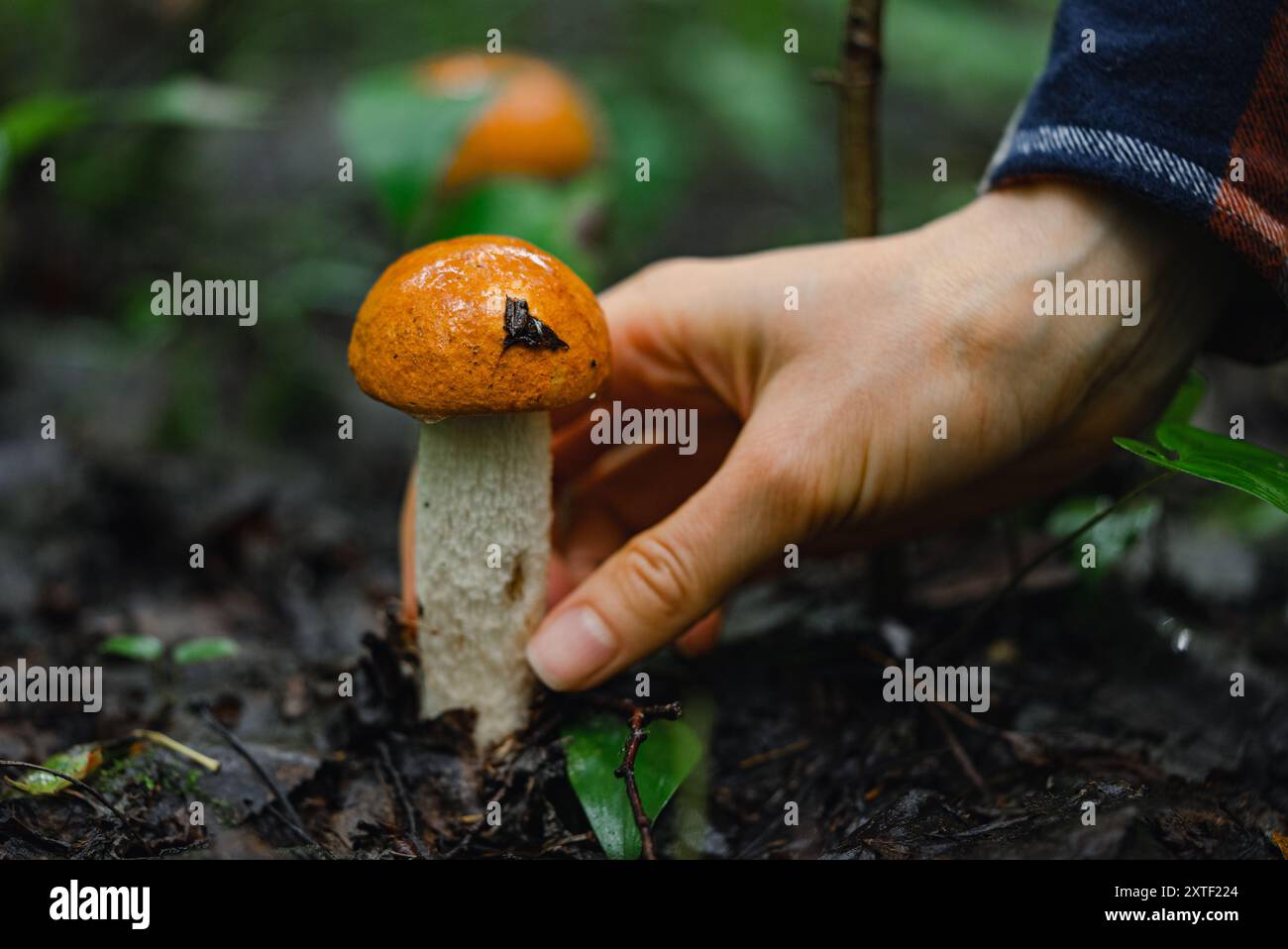 Donna che raccoglie con cura un fungo selvatico nella foresta, evidenziando il foraggiamento e il legame con la natura durante le attività all'aperto. Foto Stock