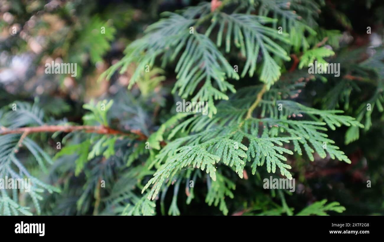 Un genere di alberi sempreverdi e arbusti della famiglia Cypress. Foglia verde di un albero di conifere. Foto Stock