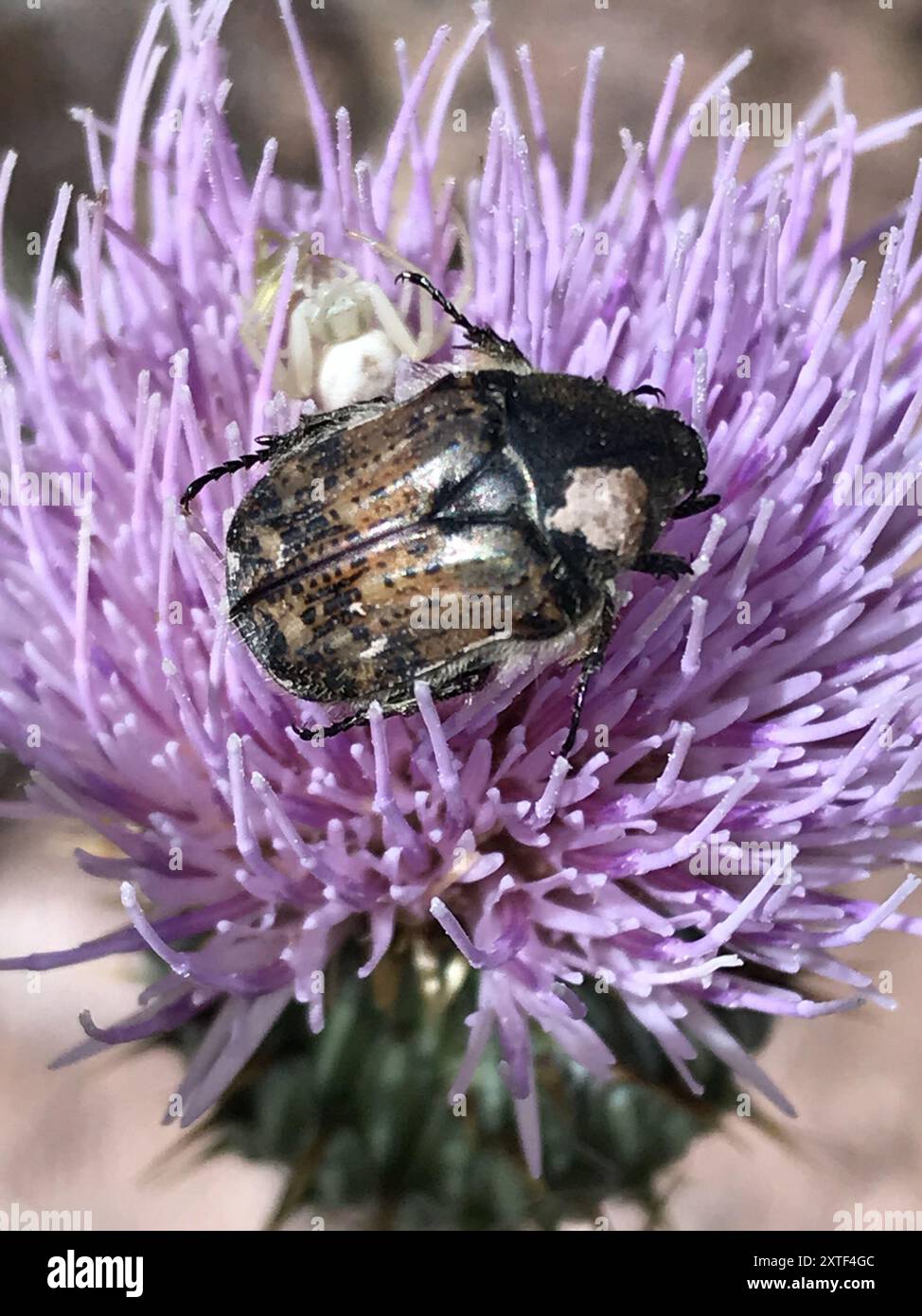 Bumble Flower Beetle (Euforia inda) Insecta Foto Stock