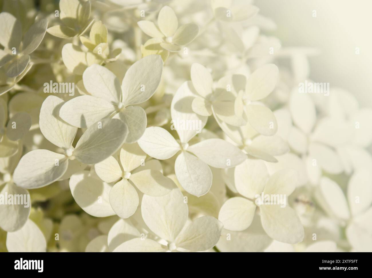 Primo piano fiori di Ortensia bianca in fiore nel giardino mattutino. Fiori bianchi di Hydrangea Paniculata con copia dello sfondo. Idea per cartoline, saluti Foto Stock
