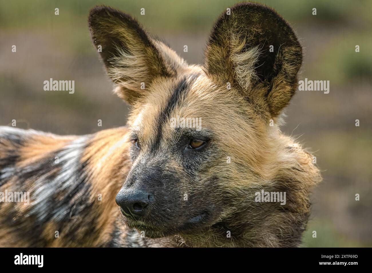 African Hunting dog Foto Stock