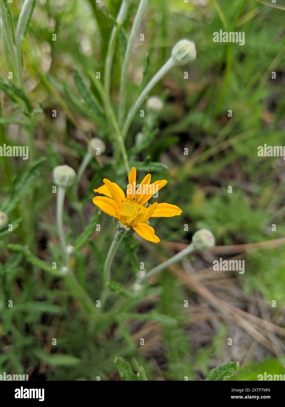 Girasole lanoso comune (Eriophyllum lanatum) Plantae Foto Stock