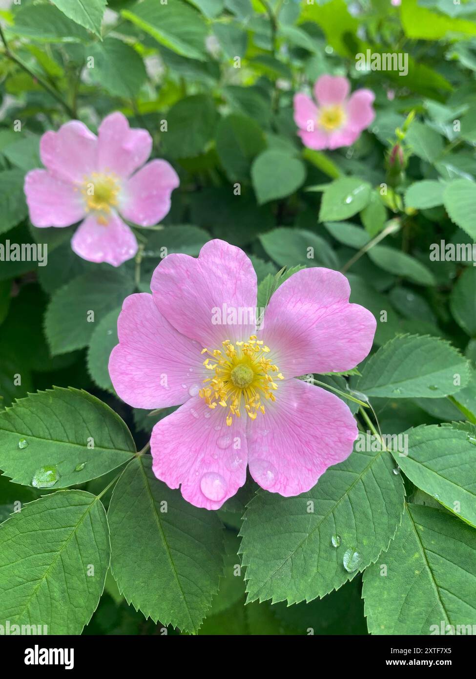 Fiore rosa rosa dopo la pioggia. Fiore rosehip in fiore, bellissimo fiore rosa con gocce d'acqua dopo la pioggia su un ramo del cespuglio. Bella bac naturale Foto Stock