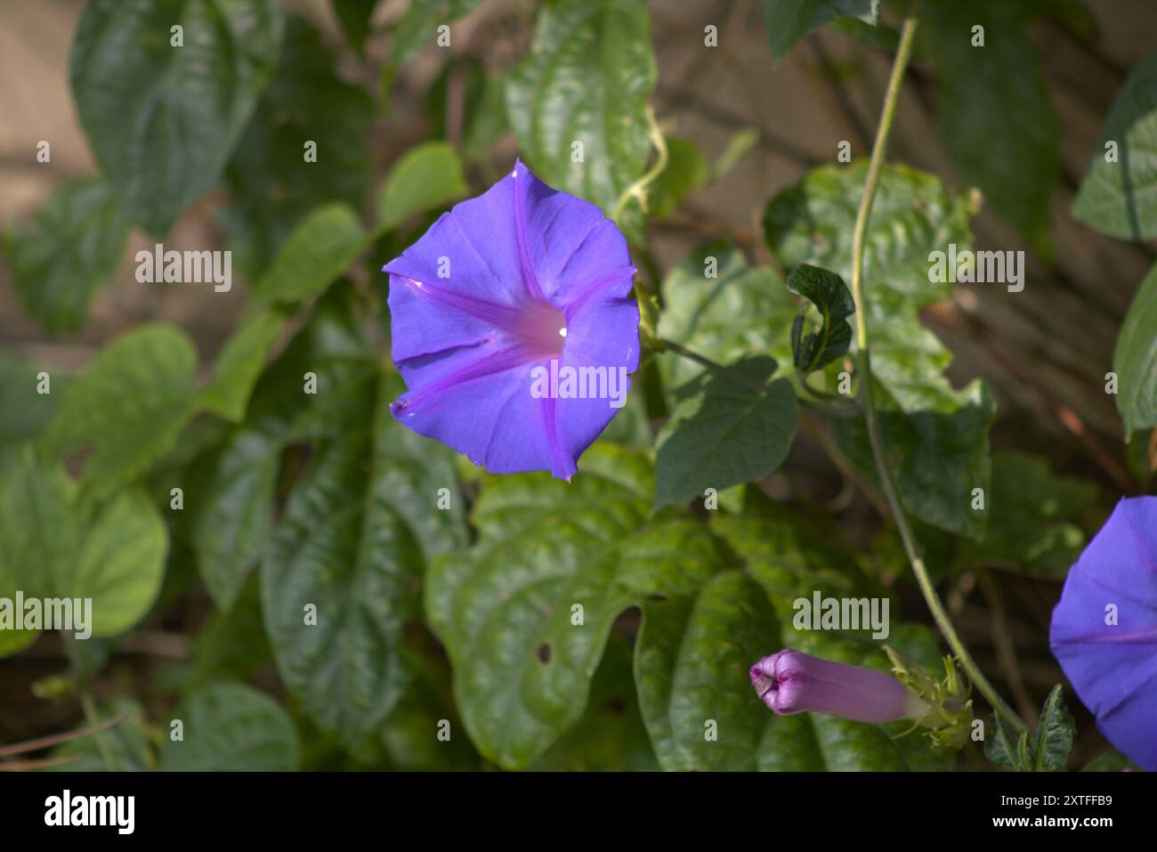 fiore viola bluebell da vicino Foto Stock