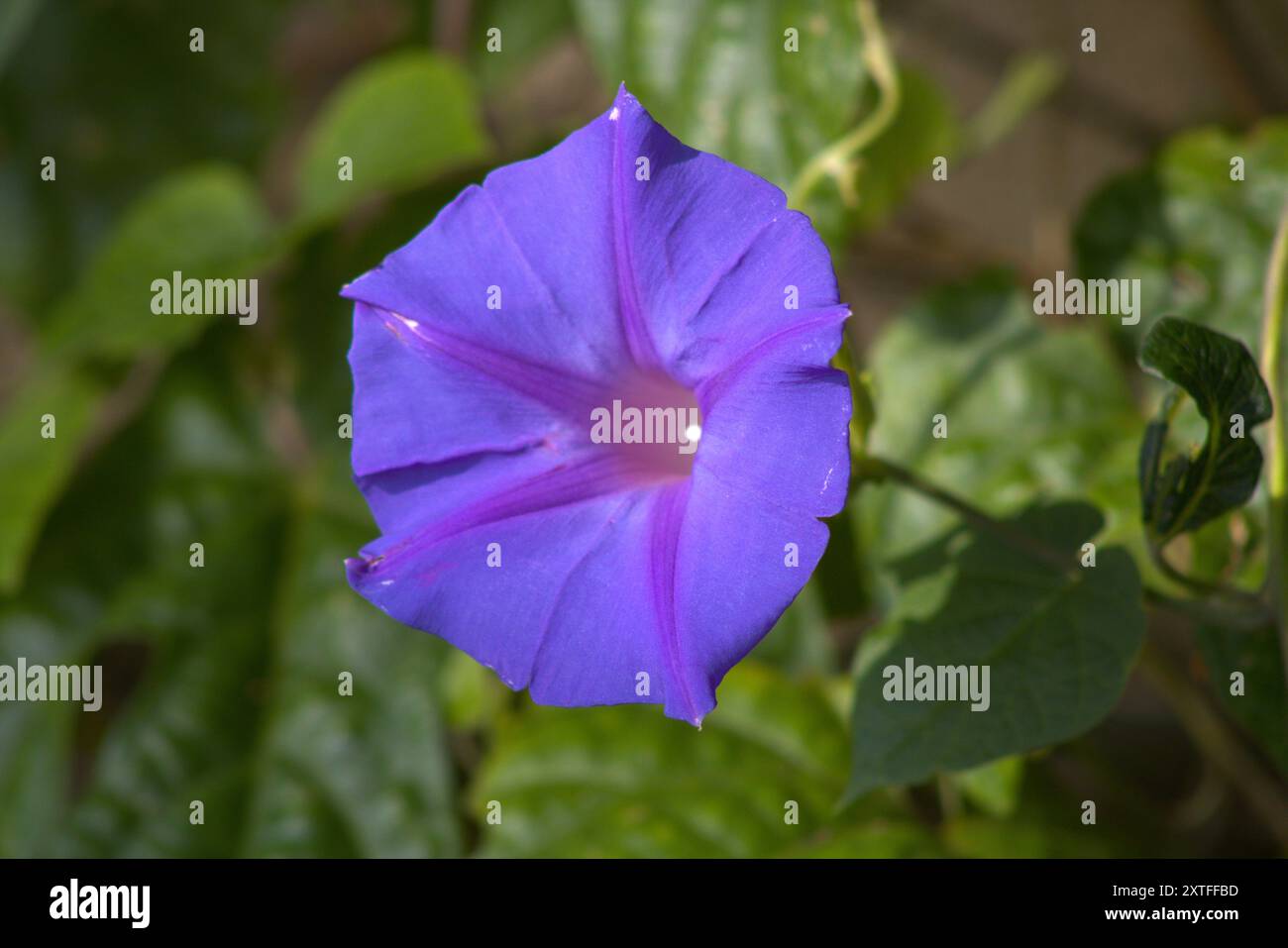 fiore viola bluebell da vicino Foto Stock