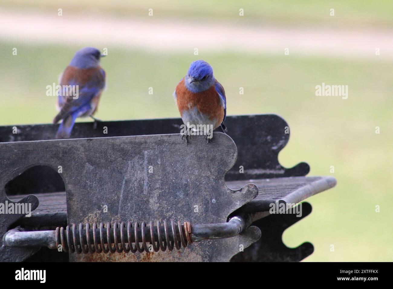 piccoli uccelli che cantano blu vicino all'albero e alla griglia rustica Foto Stock