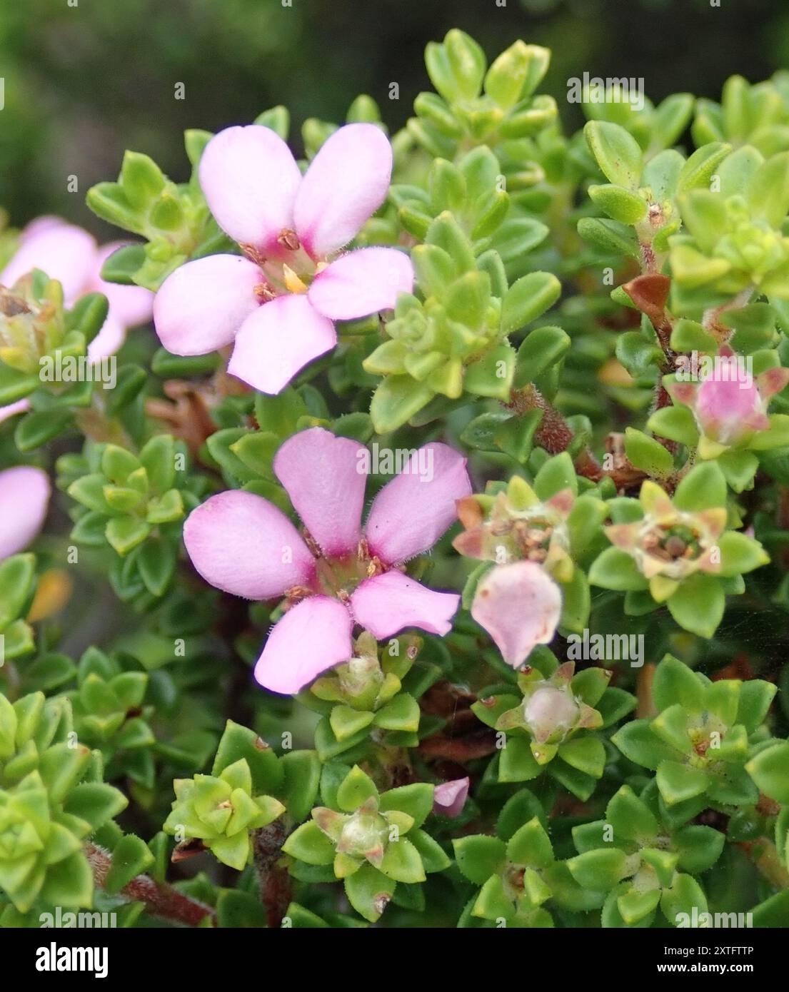 Porcelainflower (Acmadenia heterophylla) Plantae Foto Stock