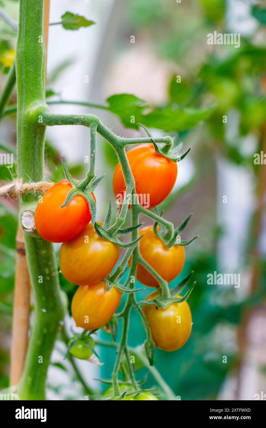 Gruppo di pomodori ciliegini rossi e gialli maturi appesi su una vite in un giardino, circondati da foglie verdi e sostegni di bambù. Foto Stock