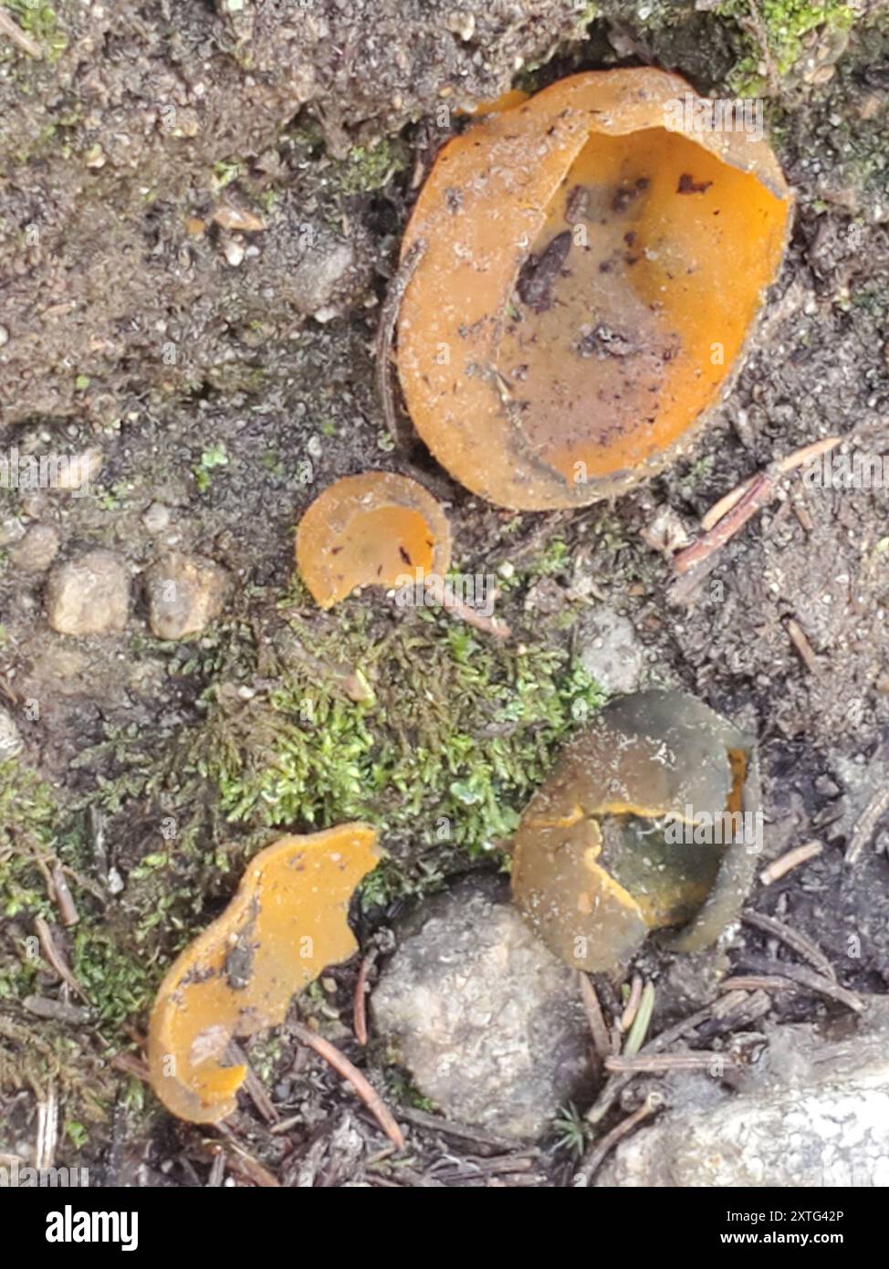 Funghi Spring Orange Peel (Caloscypha fulgens) Foto Stock