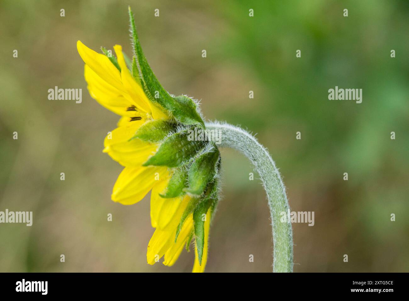 Annuire Nano Girasole (Helianthella quinquenervis) Plantae Foto Stock