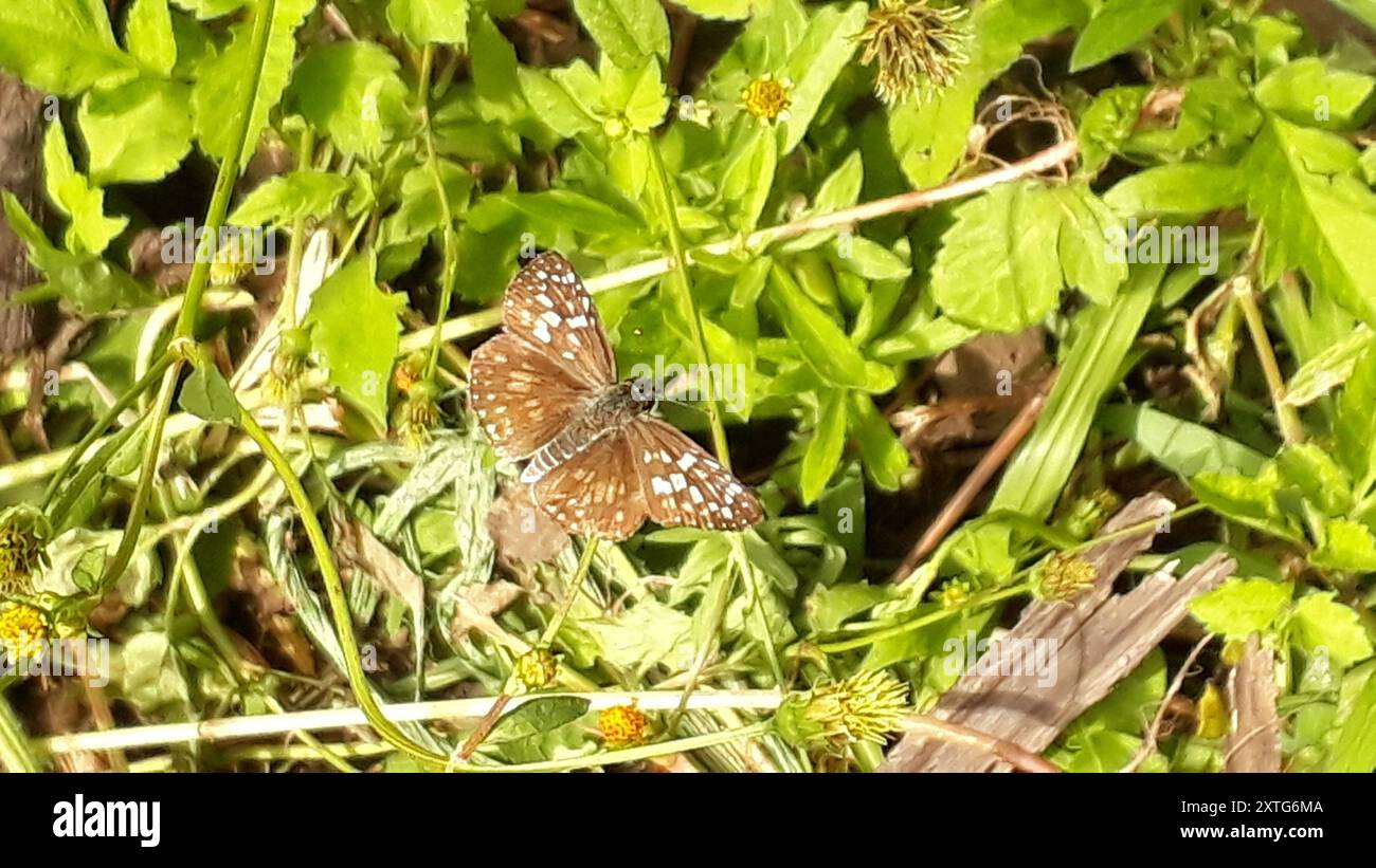 Skipper a scacchi, skipper bianchi e alleati (Pyrgini) Insecta Foto Stock