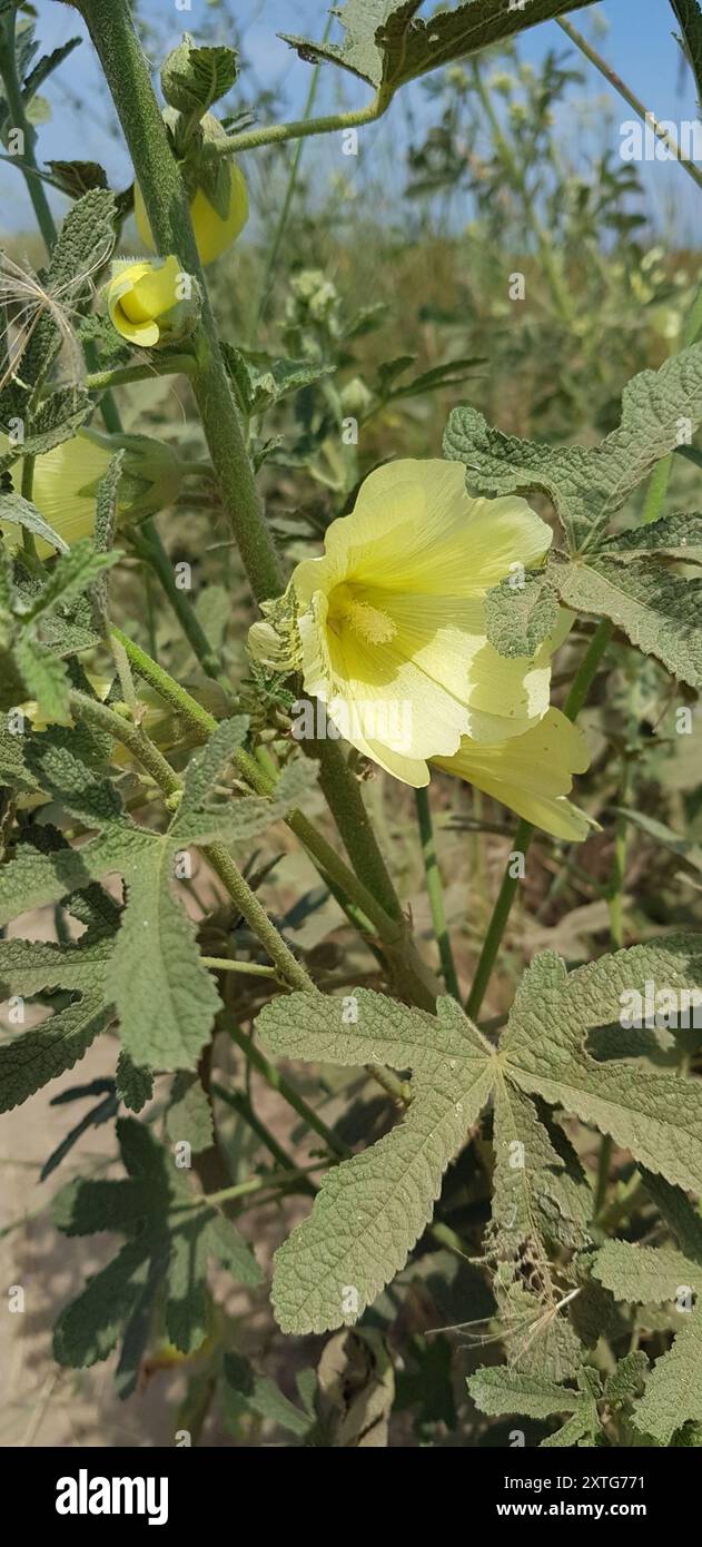 Russo Hollyhock (Alcea rugosa) Plantae Foto Stock