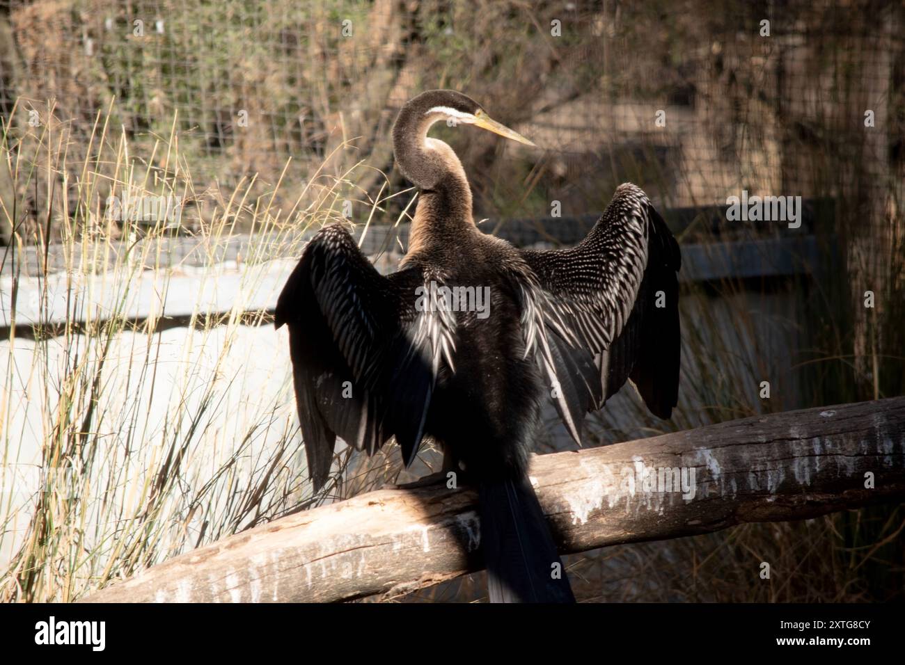 Il Darter è un grande uccello d'acqua sottile con un lungo collo simile a un serpente, becco appuntito e coda lunga e arrotondata. Foto Stock