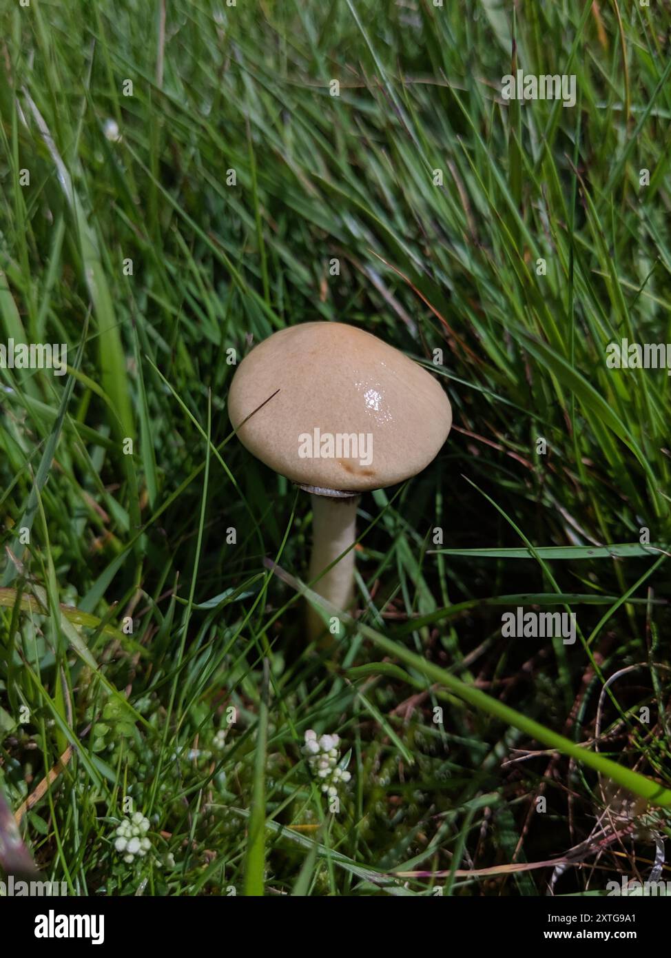 Funghi di testa di sterco (Protostropharia semiglobata) Foto Stock