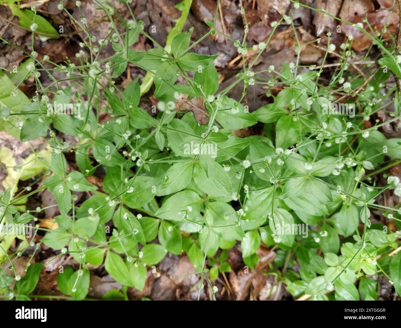 Cannuccia di liquirizia (Galium circaezans) Plantae Foto Stock