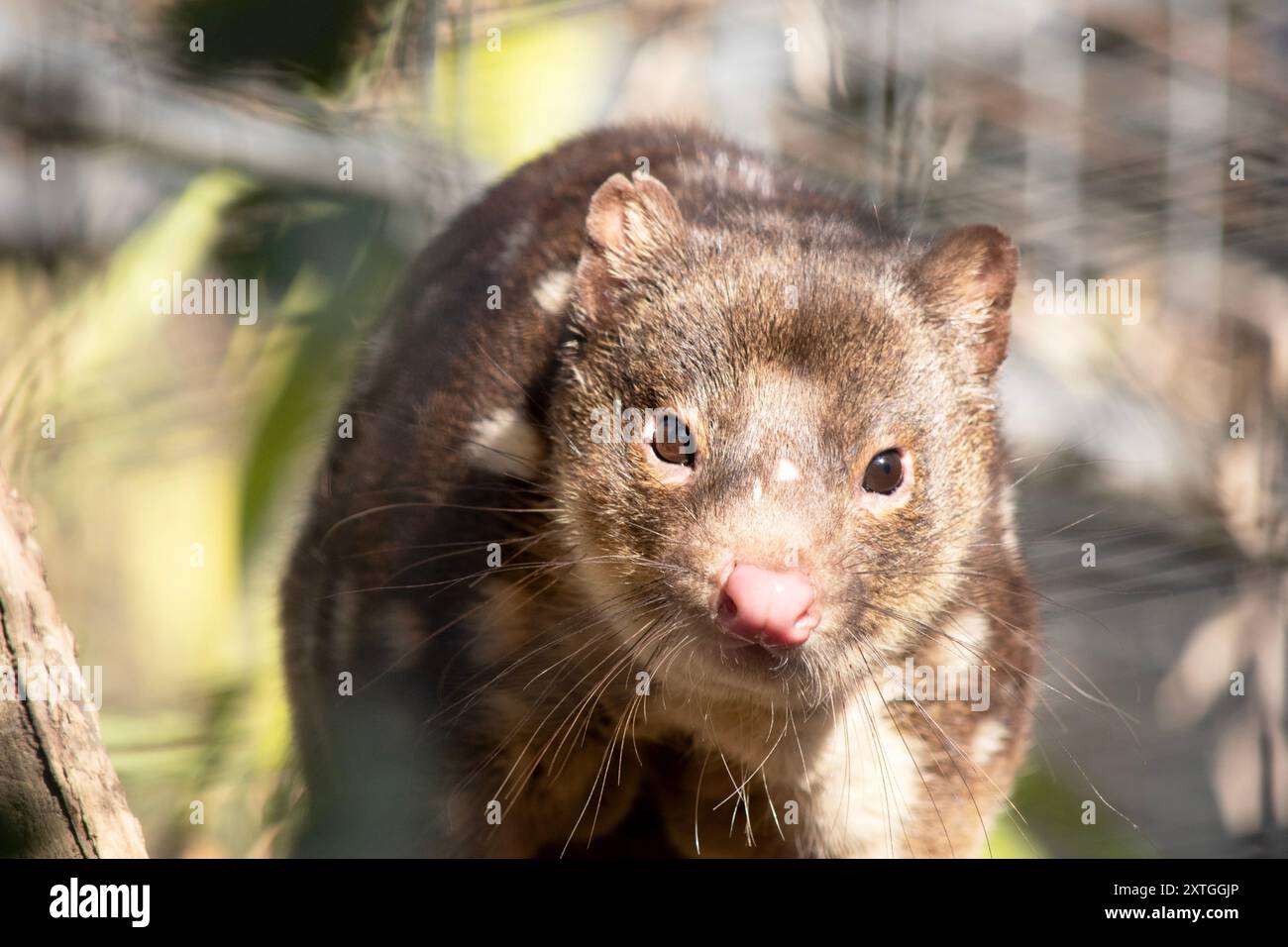 I Quoll dalla coda maculata sono marsupiali che hanno una pelliccia dal rosso intenso al marrone scuro e ricoperti da macchie bianche sul retro che continuano lungo la coda. Foto Stock