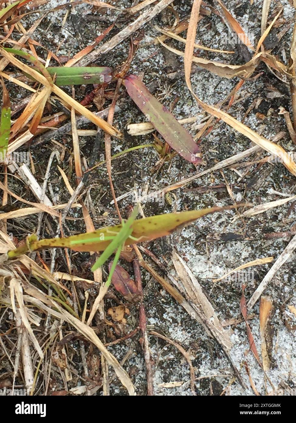 Stuzzicadenti a testa lunga Grasshopper (Achurum carinatum) Insecta Foto Stock