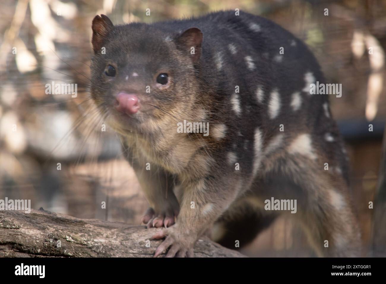 I Quoll dalla coda maculata sono marsupiali che hanno una pelliccia dal rosso intenso al marrone scuro e ricoperti da macchie bianche sul retro che continuano lungo la coda. Foto Stock