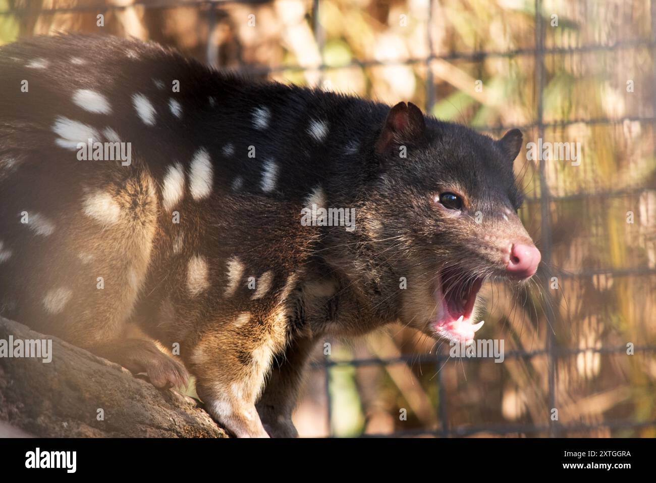 I Quoll dalla coda maculata sono marsupiali che hanno una pelliccia dal rosso intenso al marrone scuro e ricoperti da macchie bianche sul retro che continuano lungo la coda. Foto Stock