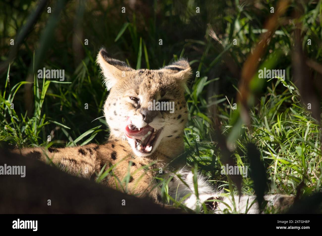 Il serval è un gatto selvatico con macchie nere su un corpo d'oro. Foto Stock