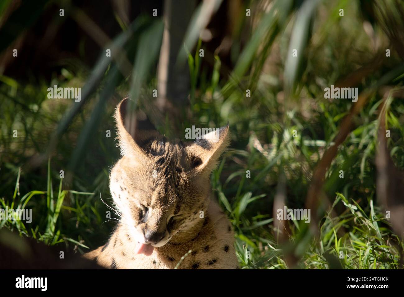 Il serval è un gatto selvatico con macchie nere su un corpo d'oro. Foto Stock