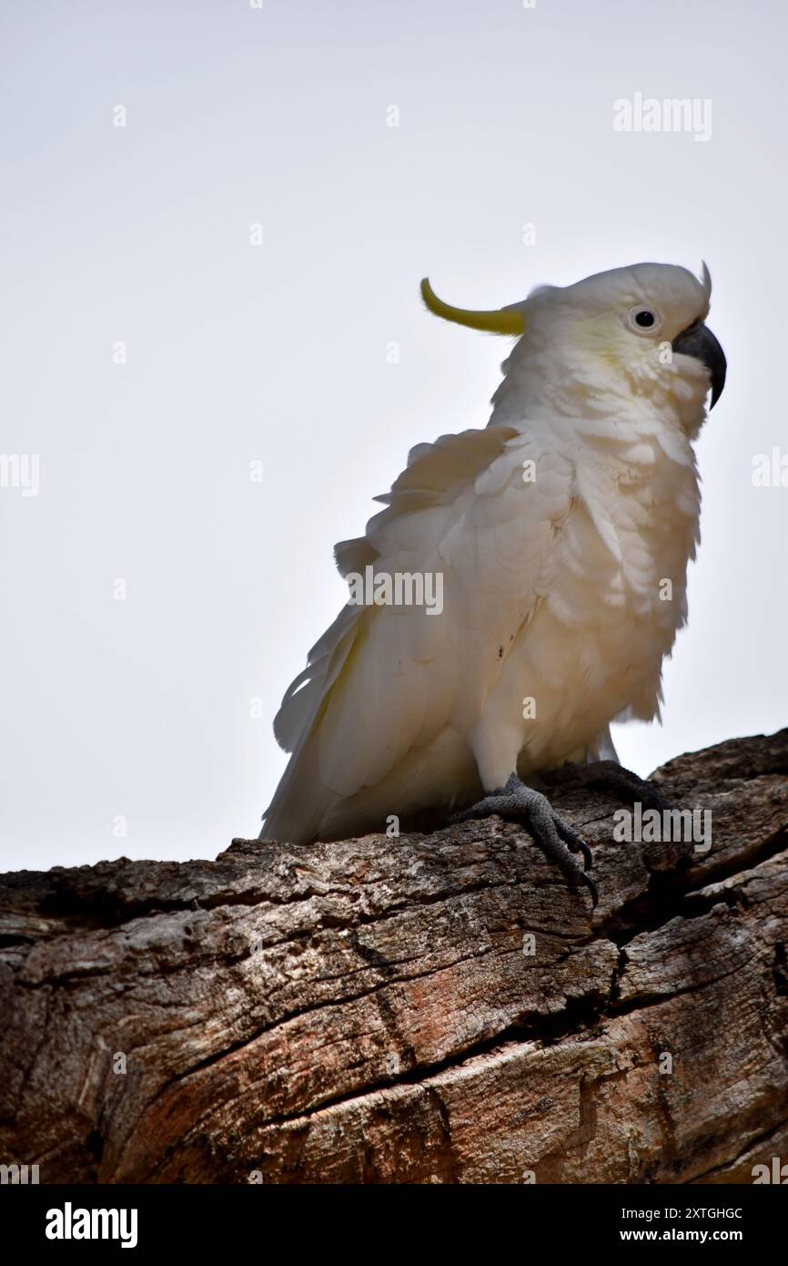 Il cacatua crestata di zolfo è un uccello bianco con una cresta gialla. Foto Stock